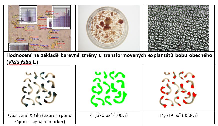 Možnosti využití obrazové analýzy v biotechnologiích