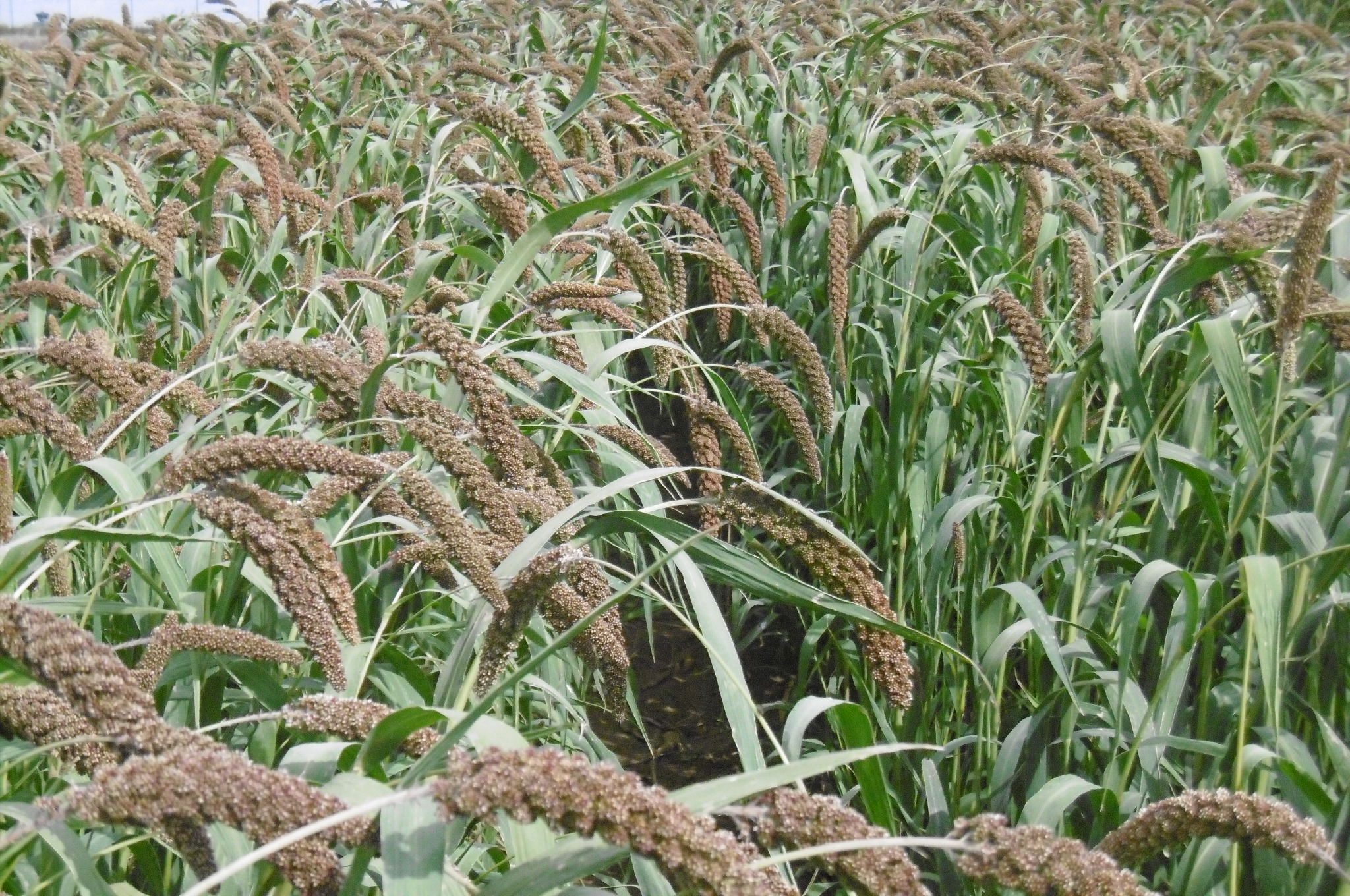 Odrůdy béru italského a čiroku zrnového jako řešení problémů současných klimatických změn přinesly VÚRV, v.v.i. ocenění