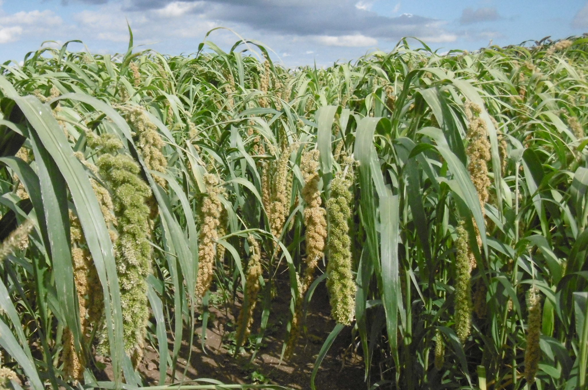 Odrůdy béru italského a čiroku zrnového jako řešení problémů současných klimatických změn přinesly VÚRV, v.v.i. ocenění