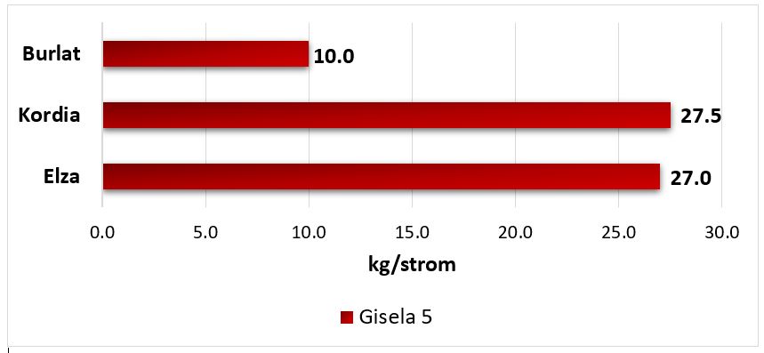 Do světa míří nová odrůda třešně z Holovous se jménem ´Elza´