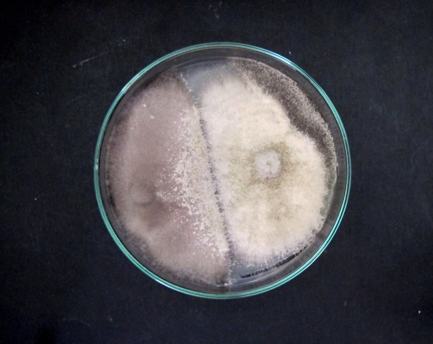 Jsou biologické přípravky adekvátní náhradou fungicidních mořidel v ochraně luskovin proti patogenům přenosných osivem?