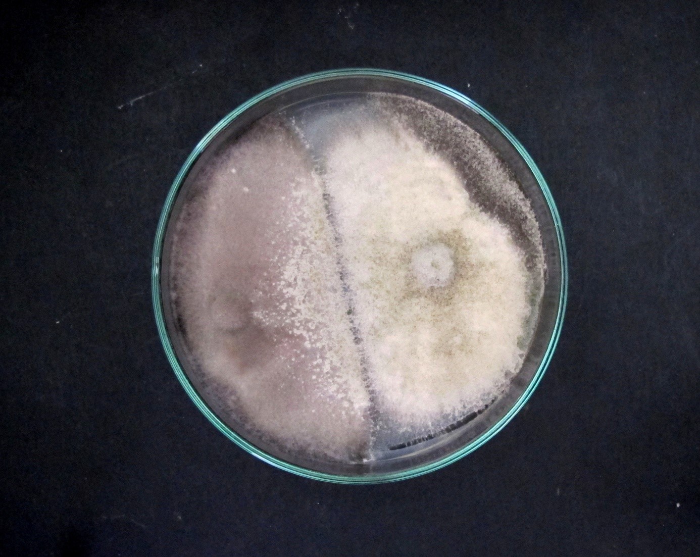Jsou biologické přípravky adekvátní náhradou fungicidních mořidel v ochraně luskovin proti patogenům přenosnýc