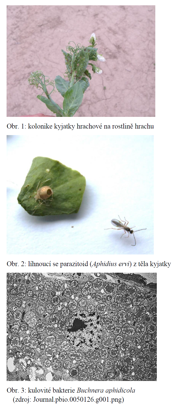 Mšice kyjatka a její mutualistické soužití