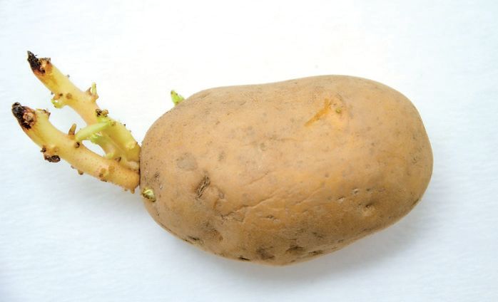 Směsná infekce plísně bramboru a pektinolytických bakterií