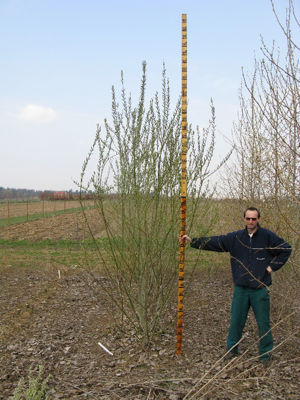Multifunkční odrůda rychle rostoucích dřevin – vrba Salix ‘Rokyta‘ – pro produkci biomasy, dekontaminaci půd i včelí pas