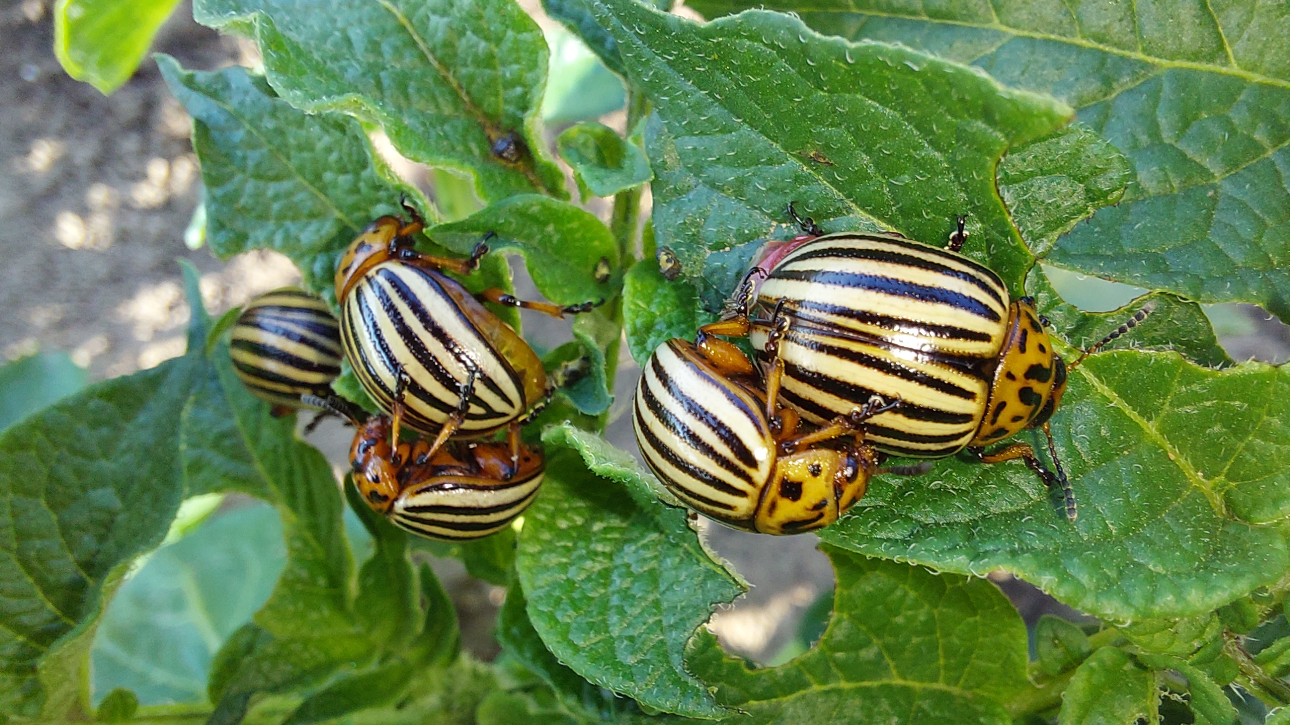 Výsledky pokusů s insekticidy proti mandelince bramborové v letech 2019 až 2023