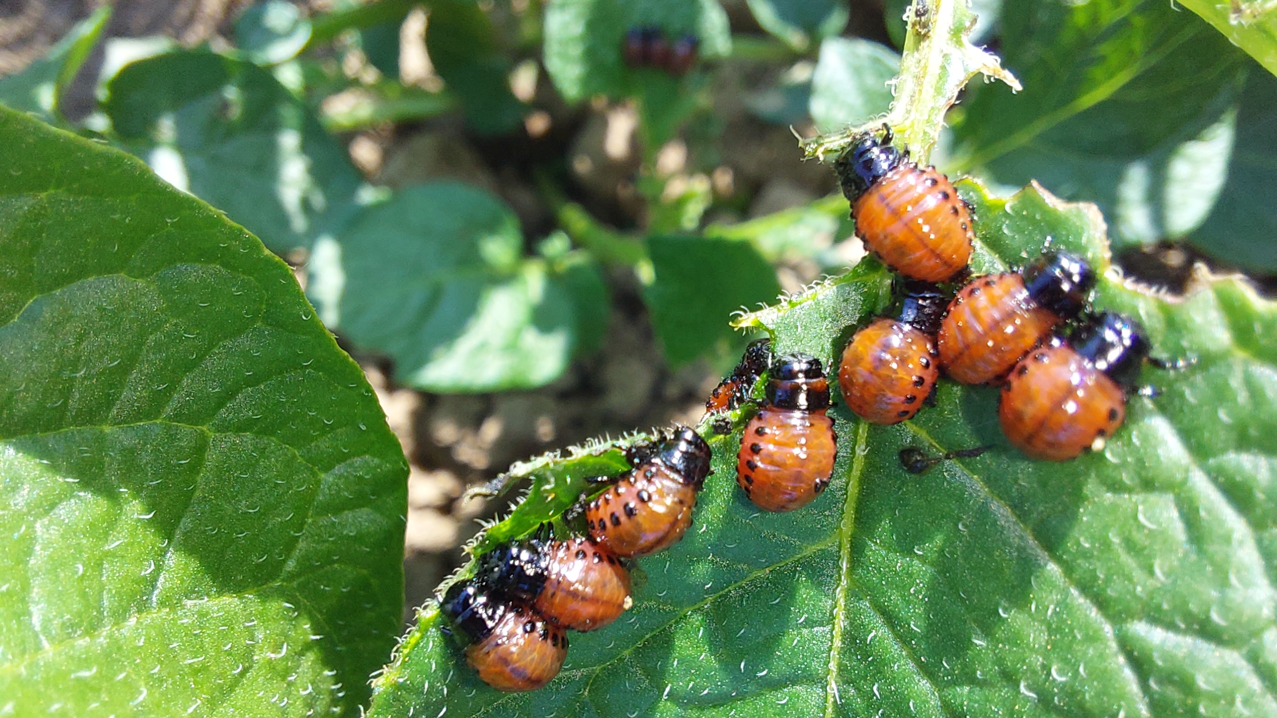 Výsledky pokusů s insekticidy proti mandelince bramborové v letech 2019 až 2023