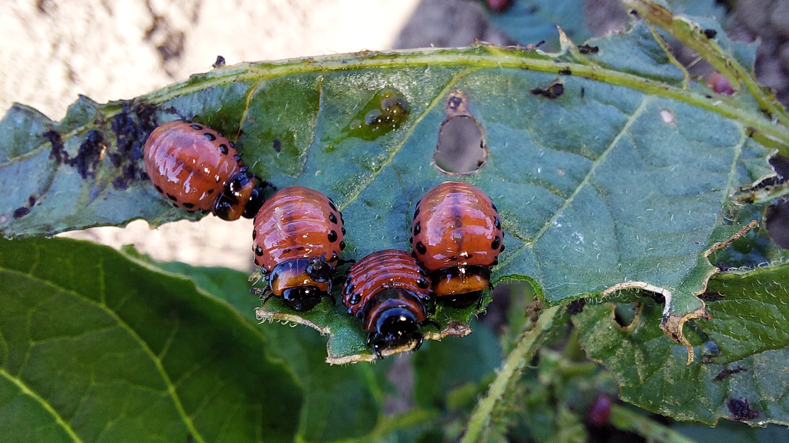 Výsledky pokusů s insekticidy proti mandelince bramborové v letech 2019 až 2023